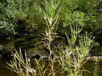 Epilobium ciliatum 4, Beklierde basterdwederik, Saxifraga-Rutger Barendse