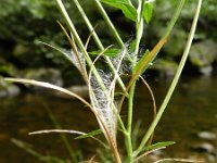 Epilobium ciliatum 5, Beklierde basterdwederik, Saxifraga-Rutger Barendse