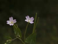 Epilobium collinum 2, Heuvelbasterdwederik, Saxifraga-Jan van der Straaten