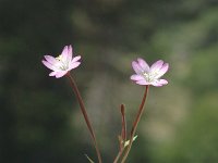 Epilobium collinum 3, Heuvelbasterdwederik, Saxifraga-Jan van der Straaten