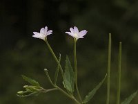 Epilobium collinum 4, Heuvelbasterdwederik, Saxifraga-Jan van der Straaten