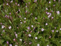 Epilobium collinum 5, Heuvelbasterdwederik, Saxifraga-Willem van Kruijsbergen