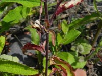 Epilobium collinum 7, Heuvelbasterdwederik, Saxifraga-Rutger Barendse