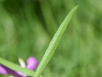 Epilobium dodonaei 10, Saxifraga-Sonja Bouwman  Epilobium dodonaei - Onagraceae familie