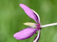 Epilobium dodonaei 11, Saxifraga-Sonja Bouwman  Epilobium dodonaei - Onagraceae familie