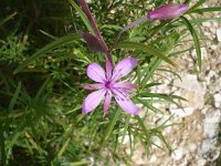 Epilobium dodonaei 6, Saxifraga-Jasenka Topic