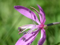 Epilobium dodonaei 7, Saxifraga-Sonja Bouwman  Epilobium dodonaei - Onagraceae familie