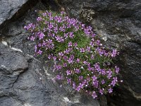 Epilobium fleischeri 12, Saxifraga-Willem van Kruijsbergen