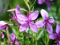 Epilobium fleischeri 15, Saxifraga-Bart Vastenhouw