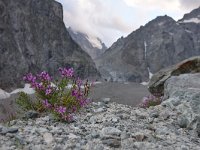 Epilobium fleischeri 17, Saxifraga-Simone van Velzen