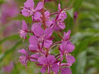 Epilobium fleischeri 18, Saxifraga-Harry Jans