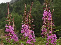 Epilobium fleischeri 20, Saxifraga-Harry Jans