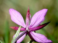 Epilobium fleischeri 26, Saxifraga-Sonja Bouwman  Fleischers wilgenroosje - Epilobium fleischeri - Onagraceae familie