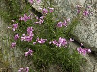 Epilobium fleischeri 3, Saxifraga-Jan van der Straaten