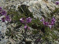 Epilobium fleischeri 4, Saxifraga-Willem van Kruijsbergen