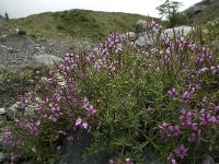 Epilobium fleischeri 7, Saxifraga-Willem van Kruijsbergen