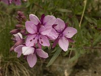 Epilobium fleischeri 9, Saxifraga-Willem van Kruijsbergen