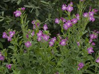 Epilobium hirsutum 11, Harig wilgenroosje, Saxifraga-Willem van Kruijsbergen