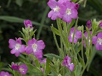 Epilobium hirsutum 12, Harig wilgenroosje, Saxifraga-Willem van Kruijsbergen