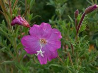 Epilobium hirsutum 14, Harig wilgenroosje, Saxifraga-Ab H Baas