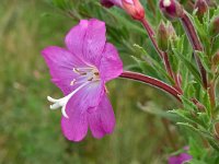 Epilobium hirsutum 15, Harig wilgenroosje, Saxifraga-Ab H Baas