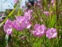 Epilobium hirsutum 19, Harig wilgenroosje, Saxifraga-Ed Stikvoort