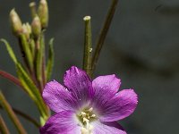 Epilobium hirsutum 2, Harig wilgenroosje, Saxifraga-Jan van der Straaten