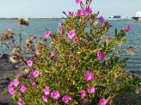 Epilobium hirsutum 20, Harig wilgenroosje, Saxifraga-Ed Stikvoort