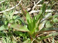 Epilobium hirsutum 22, Harig wilgenroosje, Saxifraga-Rutger Barendse