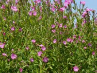 Epilobium hirsutum 32, Harig wilgenroosje, Saxifraga-Ed Stikvoort