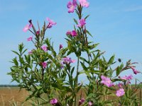 Epilobium hirsutum 35, Harig wilgenroosje, Saxifraga-Ed Stikvoort