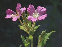 Epilobium hirsutum 4, Harig wilgenroosje, Saxifraga-Jan van der Straaten