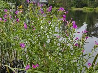 harig wilgenroosje (Epilobium hirsutum)