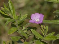 Epilobium hirsutum 46, Harig wilgenroosje, Saxifraga-Jan van der Straaten