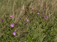 Epilobium hirsutum 47, Harig wilgenroosje, Saxifraga-Jan van der Straaten