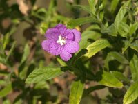 Epilobium hirsutum 48, Harig wilgenroosje, Saxifraga-Jan van der Straaten