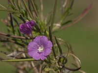 Epilobium hirsutum 49, Harig wilgenroosje, Saxifraga-Jan van der Straaten