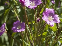 Epilobium hirsutum 6, Harig wilgenroosje, Saxifraga-Jan van der Straaten