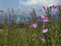 Epilobium hirsutum 8, Harig wilgenroosje, Saxifraga-Marijke Verhagen