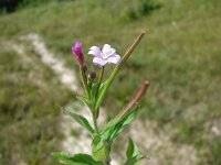 Epilobium hirsutum 9, Harig wilgenroosje, Saxifraga-Jasenka Topic