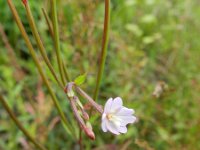 Epilobium lanceolatum 2, Lancetbladige basterdwederik, Saxifraga-Rutger Barendse