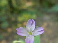 Epilobium montanum 10, Bergbasterdwederik, Saxifraga-Rutger Barendse