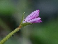 Epilobium montanum 6, Bergbasterdwederik, Saxifraga-Ab H Baas