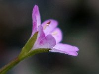 Epilobium montanum 7, Bergbasterdwederik, Saxifraga-Ab H Baas