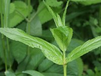 Epilobium obscurum 2, Donkergroene basterdwederik, Saxifraga-Rutger Barendse