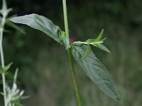 Epilobium obscurum 3, Donkergroene basterdwederik, Saxifraga-Peter Meininger