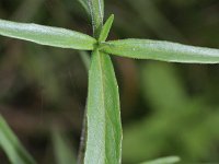 Epilobium palustre 3, Moerasbasterdwederik, Saxifraga-Rutger Barendse