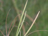 Epilobium palustre 7, Moerasbasterdwederik, Saxifraga-Rutger Barendse