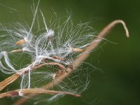 Epilobium palustre 8, Moerasbasterdwederik, Saxifraga-Rutger Barendse