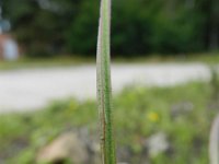 Epilobium parviflorum 2, Viltige basterdwederik, Saxifraga-Rutger Barendse